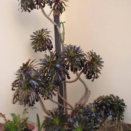 Oda ve Kahvaltı Ippocampo