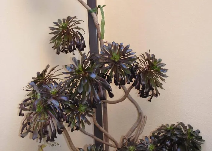 לינה וארוחת בוקר Ippocampo